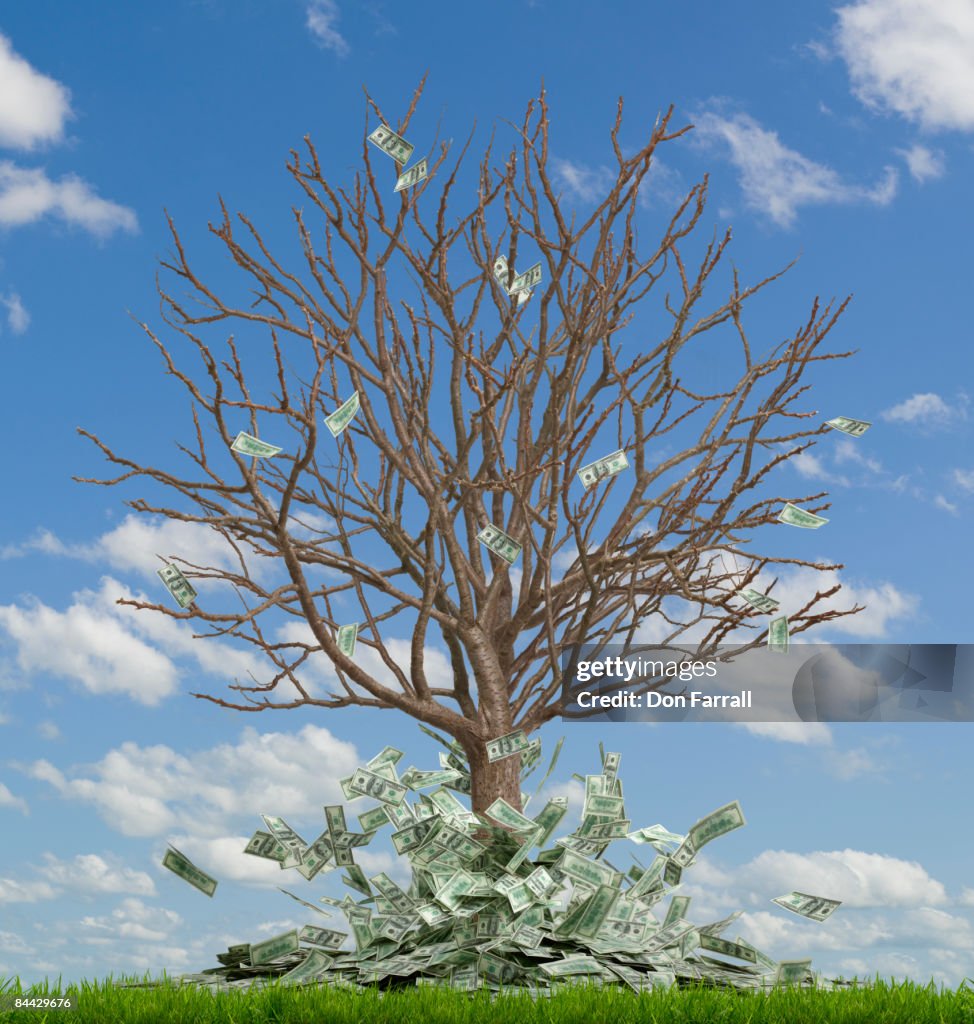 Money Tree Ripped Up Money Tree Money Falling Off High-Res Stock Photo - Getty Images