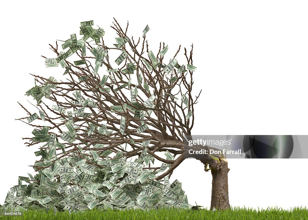 Money Tree Ripped Up Money Tree Broken White Background High-Res Stock Photo - Getty Images