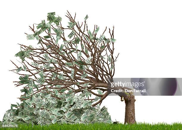 money tree broken, white background - habitat destruction stock pictures, royalty-free photos & images