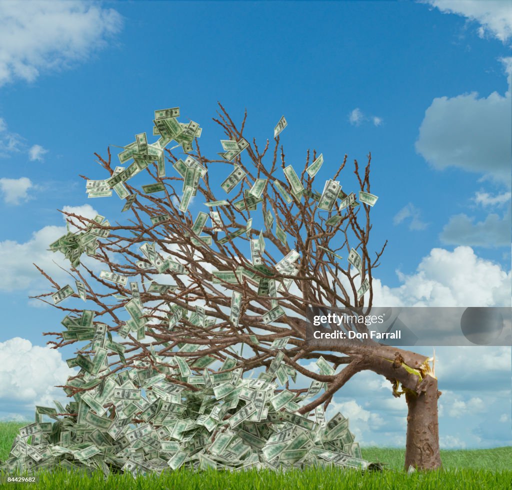 Money Tree Ripped Up Money Tree Broken Sky Background High-Res Stock Photo - Getty Images