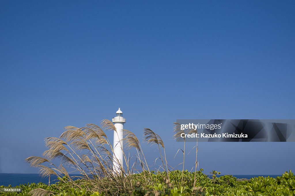 Pampas grass n lighthouse