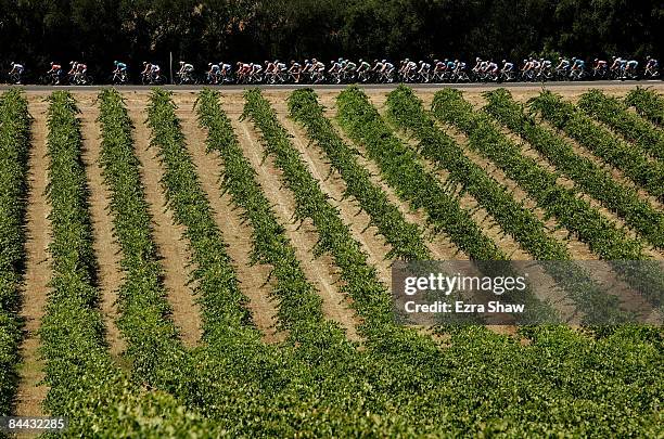 The peloton rides past vineyards in McClaren Vale during stage five of the 2009 Tour Down Under on January 24, 2009 in Adelaide, Australia.