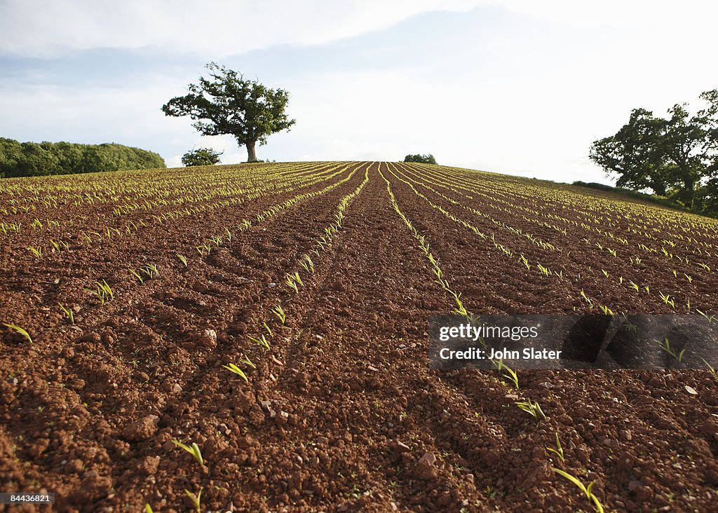 Field of sown crops