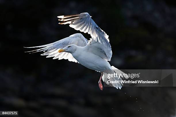 wildlife norway - flatanger stock pictures, royalty-free photos & images