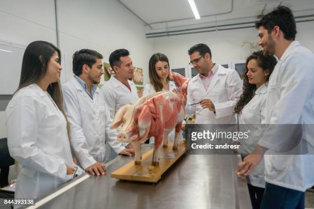 group of veterinary students in an anatomy class - animal body part imagens e fotografias de stock