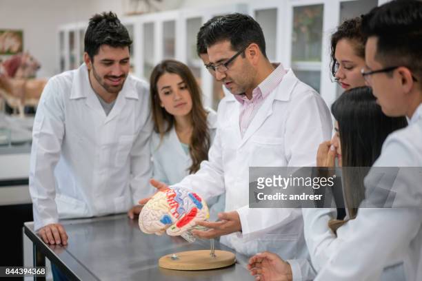 group of medical students in an anatomy class - organe de reproduction masculin imagens e fotografias de stock