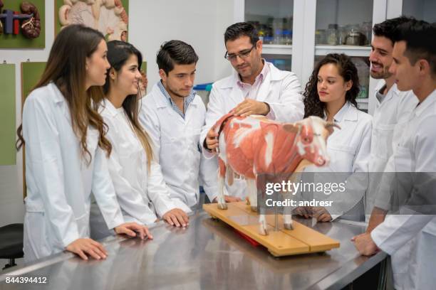 group of veterinary students in an anatomy class - veterinario imagens e fotografias de stock