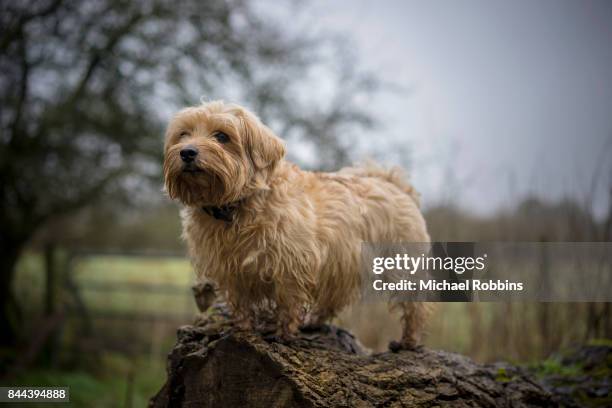 norfolk terrier - norfolk terrier stock pictures, royalty-free photos & images