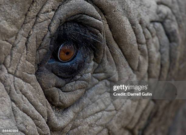 close-up of african elephant eye massai mara - elephant eyes 個照片及圖片檔