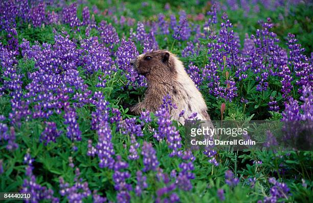hoary marmot in lupine field - mt rainier national park stock pictures, royalty-free photos & images