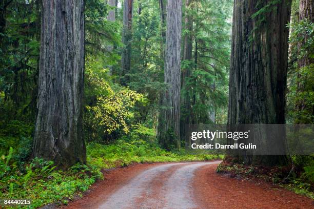 redwood trees along the jedidiah smith redwoods pk - jedediah smith redwoods state park stock pictures, royalty-free photos & images