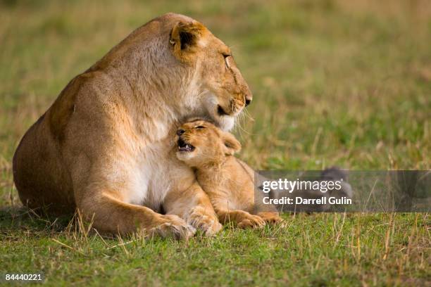 lioness caring for her young loving cub - female animal stock pictures, royalty-free photos & images