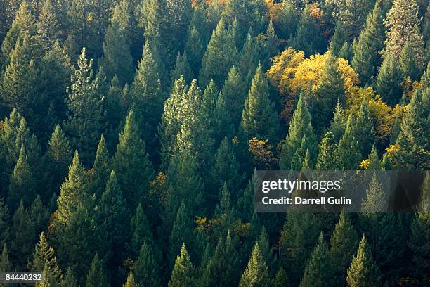 coast douglas fir growing on hillside  - douglas fir ストックフォトと画像