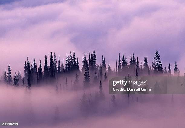 early morning and rising fog thru evergreen forest - evergreen forest stock-fotos und bilder