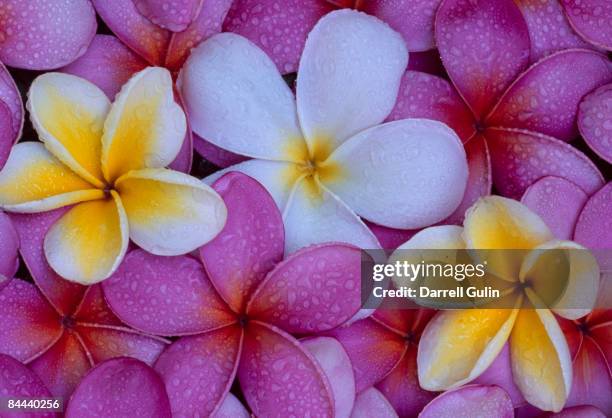 dew drops on fallen pulmera tropical flower - frangipane stock pictures, royalty-free photos & images