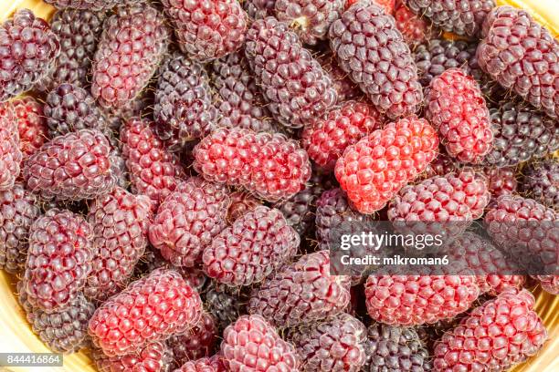 red raspberries and loganberries fruits - frambuesa americana fotografías e imágenes de stock
