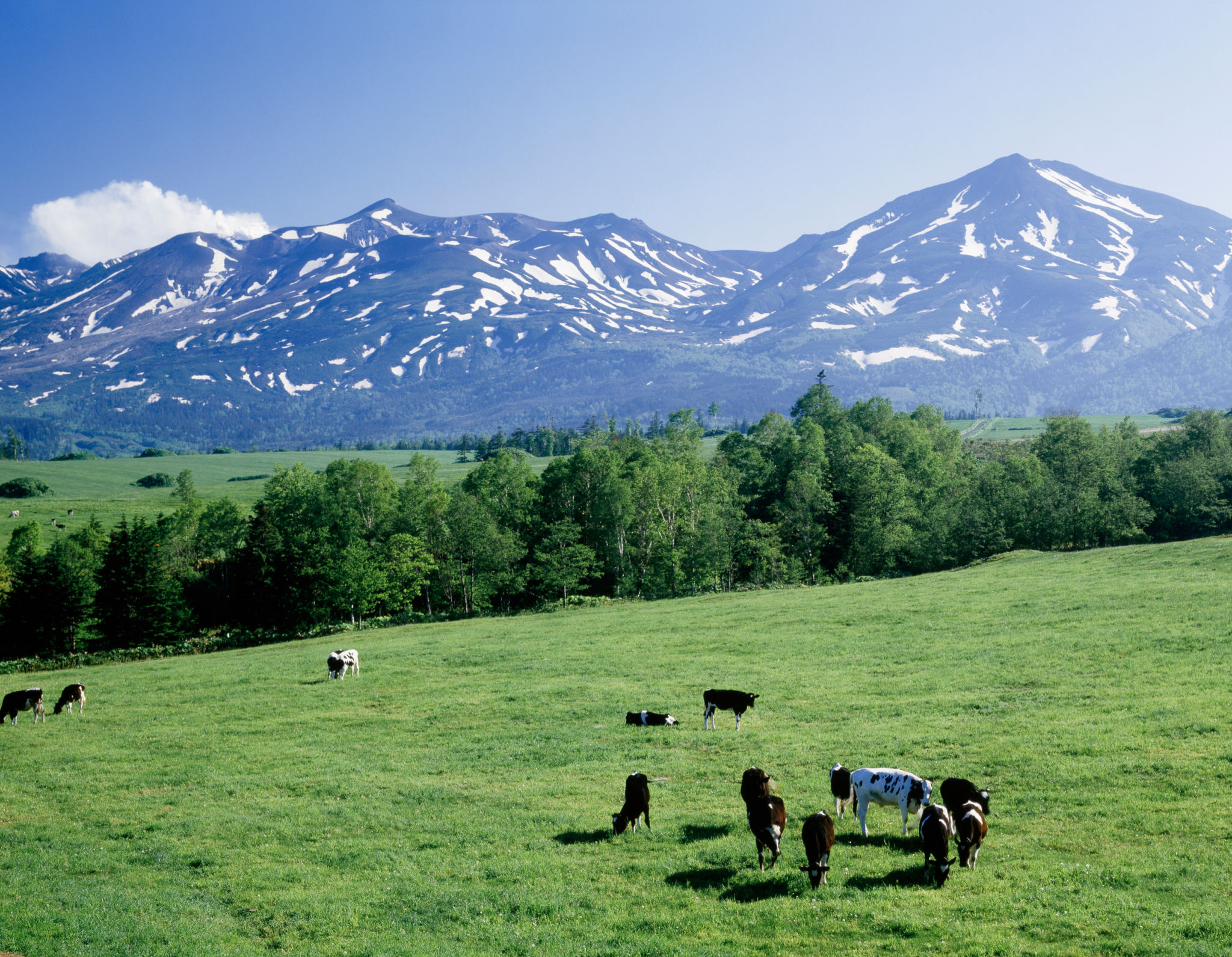 hokkaido dairy