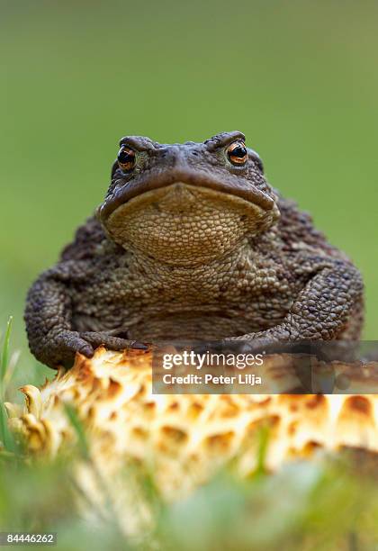 a common toad ( bufo bufo) - common toad stock pictures, royalty-free photos & images