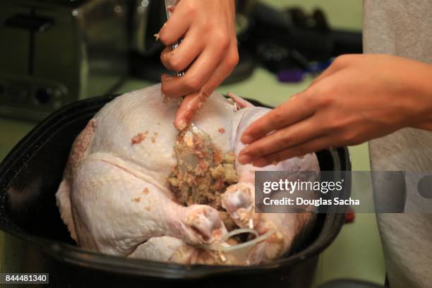 preparing the holiday feast with stuffing the turkey - stuffing stock pictures, royalty-free photos & images