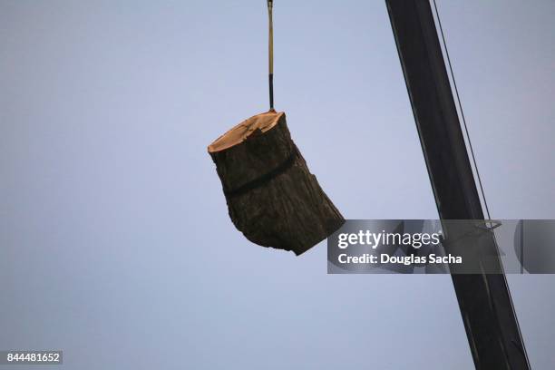 Tree Crane Rigging Rigging Harness Photos and Premium High Res Pictures - Getty Images