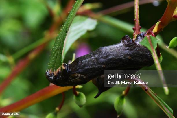 moth caterpillar - jawhar stock pictures, royalty-free photos & images