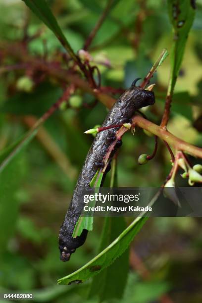 moth caterpillar - jawhar stock pictures, royalty-free photos & images