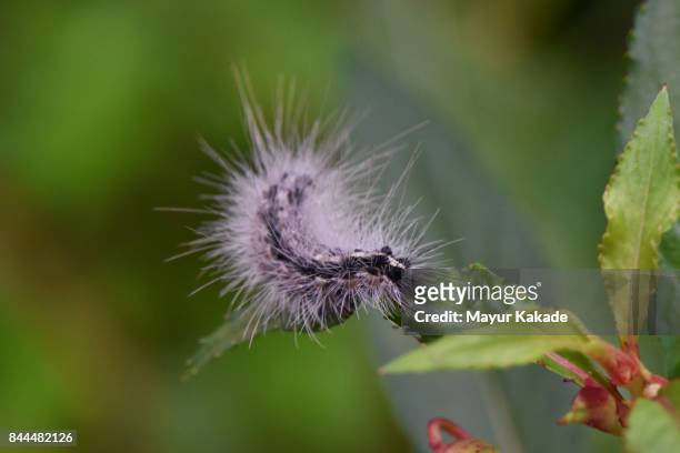 spiny bristles caterpillar - jawhar stock pictures, royalty-free photos & images