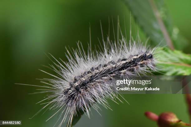 spiny bristles caterpillar - jawhar stock pictures, royalty-free photos & images