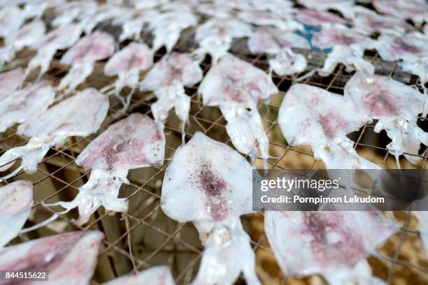Dry Squid Shell 302 Little Squid Stock Photos, High-Res Pictures, and Images - Getty Images