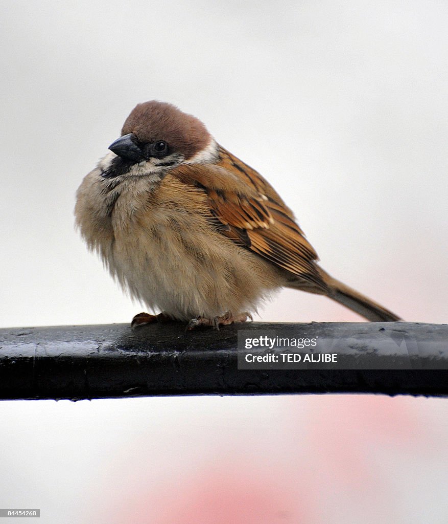 Tree Sparrow (Passer Montanus) bird take