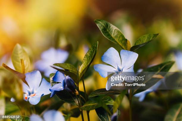 wild vinca flower. bigleaf periwinkle in nature - vinca major stock pictures, royalty-free photos & images