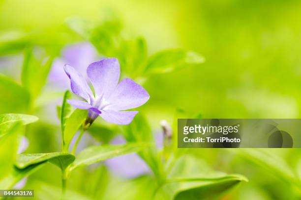 wild vinca flower. bigleaf periwinkle in nature. ccopy space - vinca major stock pictures, royalty-free photos & images