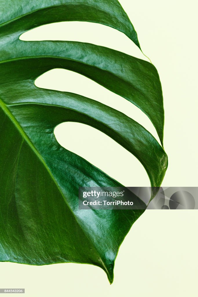 Single leaf of Monstera deliciosa palm plant on yellow background