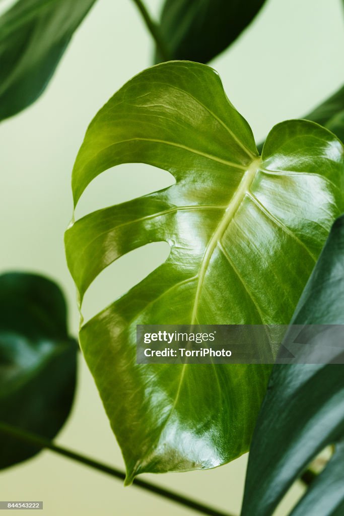 Close-Up of Monstera deliciosa leaves. Palm house plant