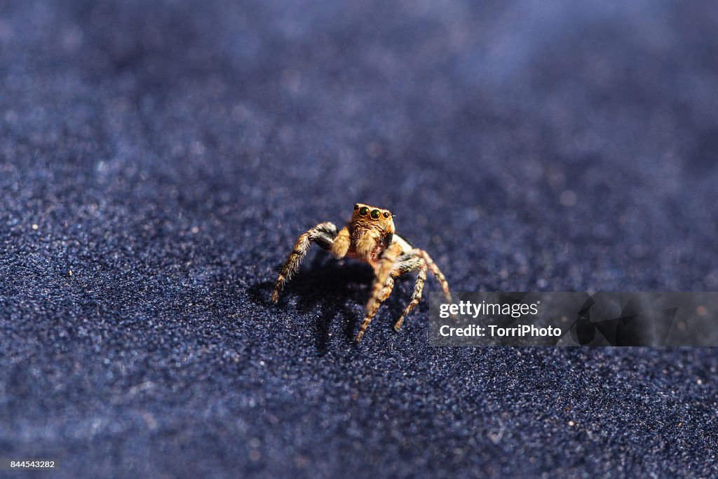 Jumping spider on black background