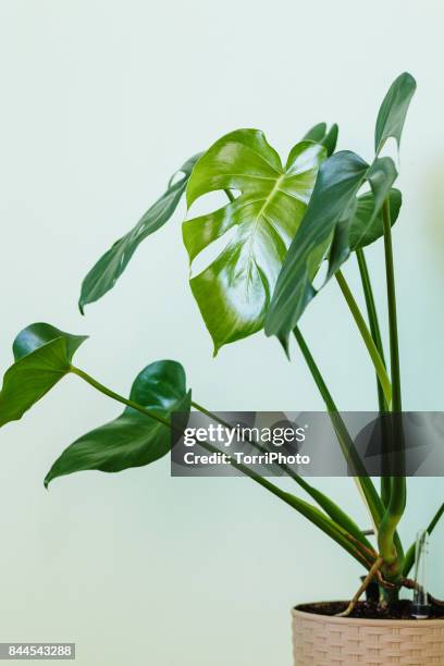 monstera deliciosa palm house plant - bush photos et images de collection