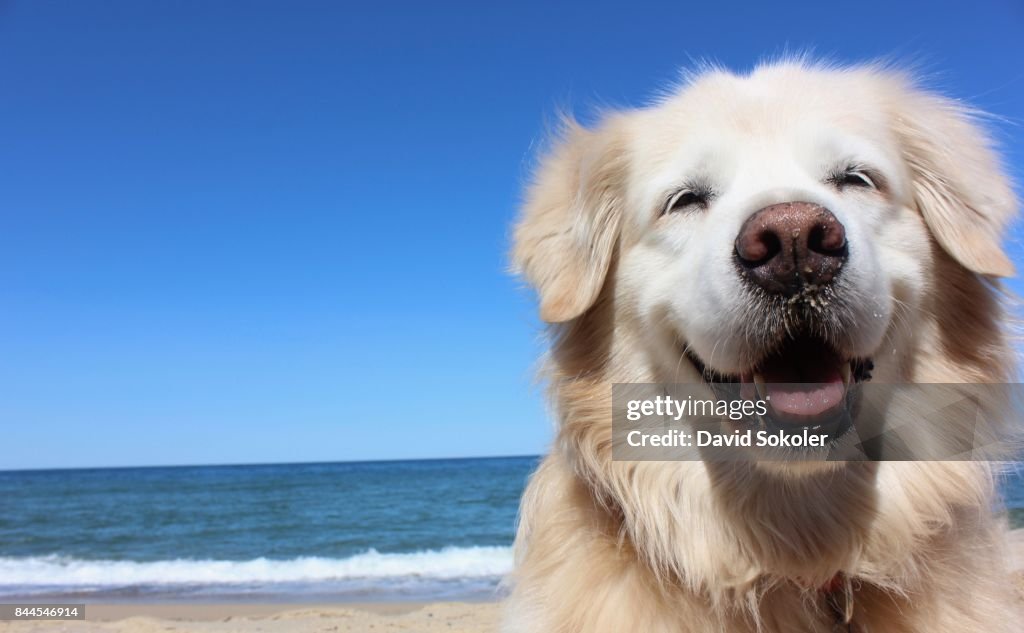 Lachende Golden Retriever