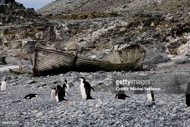 Chinstrap Penguins walk on the stone beach of Half Moon Island, a minor subantarctic island, lying about 120 kilometres north of the Antarctic...