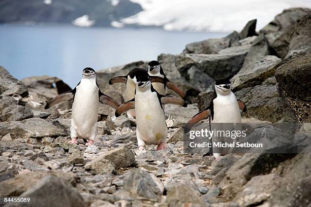 Chinstrap Penguins walk on the stone beach of Half Moon Island, a minor subantarctic island, lying about 120 kilometres north of the Antarctic...