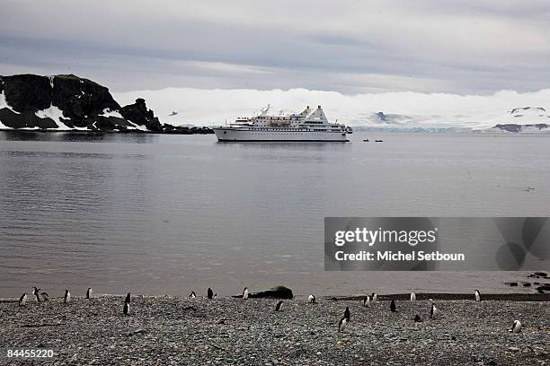 Chinstrap Penguins walk on the stone beach west of Half Moon Island with the cruise boat "Le Diamant" moored off in the distance during a voyage to...