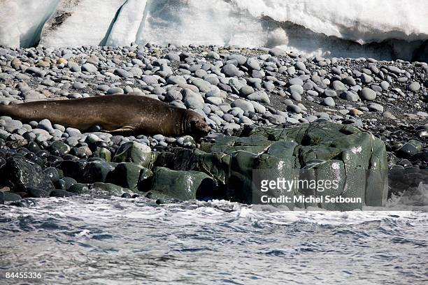 An Elephant Seal lays on the stones of Robert Point,Robert Island,South Shetland Islands, just west of the Antarctic Peninsula during a voyage to the...