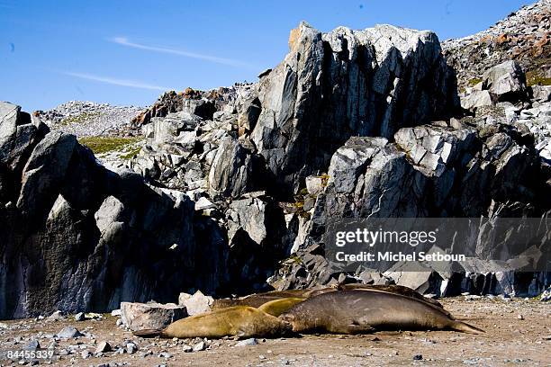 Elephant Seals lay on the stones of Robert Point,Robert Island,South Shetland Islands, just west of the Antarctic Peninsula during a voyage to the...