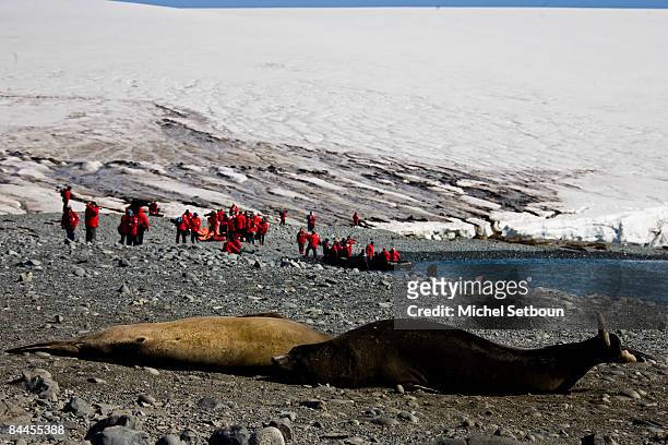 An Elephant Seal lays on the stones of Robert Point,Robert Island,South Shetland Islands, just west of the Antarctic Peninsula during a voyage to the...