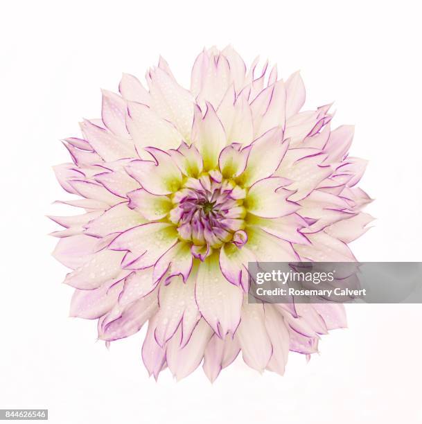 white, pink & yellow dahlia 'crazy love' on white. - flowers on white stock pictures, royalty-free photos & images