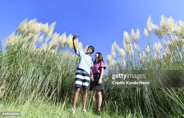 Couple take a selfie at a field of pampas grass in Hitachi Seaside Park in Ibaraki Prefecture on Sept. 8, 2017. The plant, standing around 3 to 4...