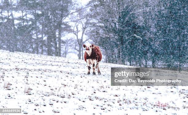 cow in snow storm on cow in country side - cow mooing stock pictures, royalty-free photos & images