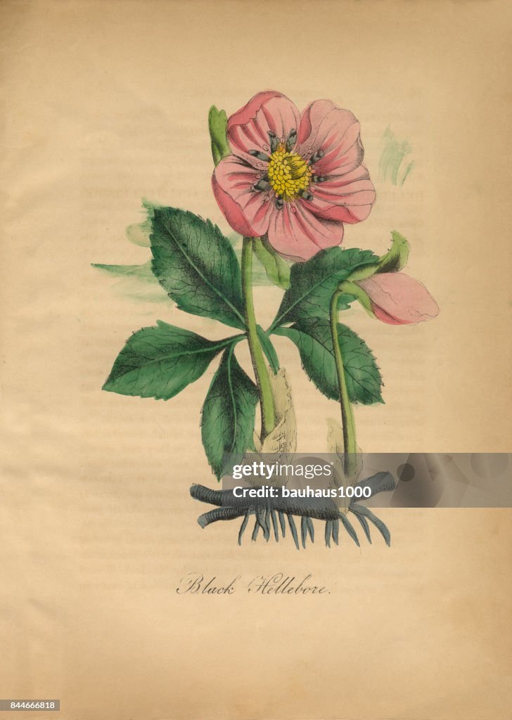 Black Hellebore, Victorian Botanical Illustration