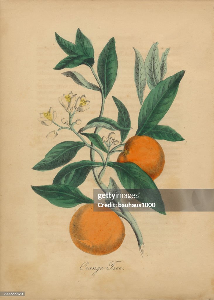 Orange Tree Victorian Botanical Illustration