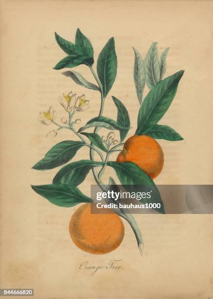 orange tree victorian botanical illustration - orange flower stock illustrations