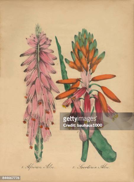 aloe and african aloe victorian botanical illustration - americana aloe stock illustrations